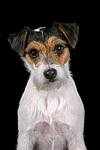 hundefotos parson_russell_terrier