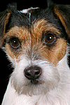 hundefotos parson_russell_terrier