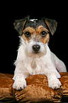 hundefotos parson_russell_terrier