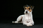 hundefotos parson_russell_terrier