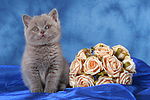 katzenfotos britisch_kurzhaar
