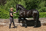 pferdefotos friese