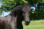 pferdefotos friese