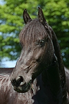 pferdefotos friese