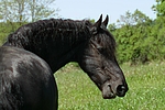 pferdefotos friese