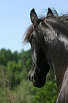 pferdefotos friese