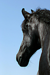 pferdefotos friese
