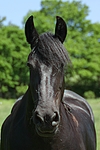 pferdefotos friese