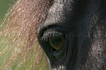 pferdefotos friese