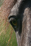 pferdefotos friese