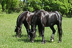 pferdefotos friese