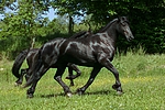 pferdefotos friese