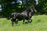 pferdefotos friese