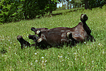 pferdefotos friese