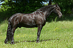 pferdefotos friese