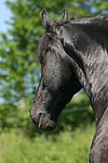 pferdefotos friese