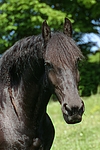 pferdefotos friese
