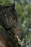 pferdefotos friese
