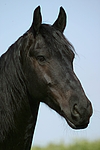 pferdefotos friese