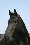 pferdefotos friese