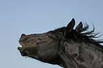 pferdefotos friese