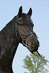 pferdefotos friese