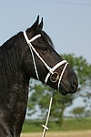 pferdefotos friese