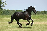 pferdefotos friese