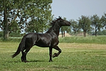 pferdefotos friese
