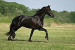pferdefotos friese