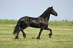 pferdefotos friese