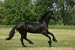 pferdefotos friese