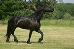 pferdefotos friese