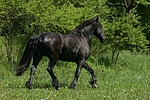 pferdefotos friese