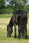 pferdefotos friese