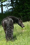 pferdefotos friese