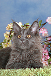 katzenfotos maine_coon