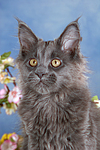 katzenfotos maine_coon