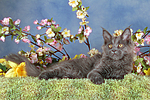 katzenfotos maine_coon