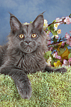 katzenfotos maine_coon