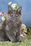 katzenfotos maine_coon