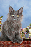 katzenfotos maine_coon