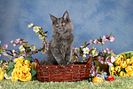 katzenfotos maine_coon