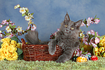 katzenfotos maine_coon