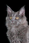 katzenfotos maine_coon