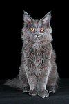 katzenfotos maine_coon