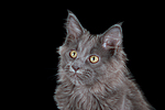 katzenfotos maine_coon