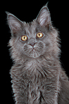 katzenfotos maine_coon
