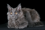 katzenfotos maine_coon