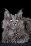 katzenfotos maine_coon